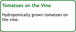 Tomatoes on the Vine  Hydroponically grown tomatoes on the vine.