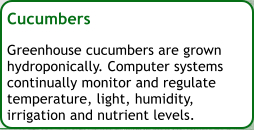 Cucumbers  Greenhouse cucumbers are grown hydroponically. Computer systems continually monitor and regulate temperature, light, humidity, irrigation and nutrient levels.